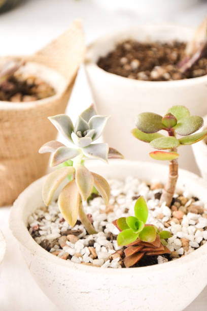 istock Set of succulents 1350410629
