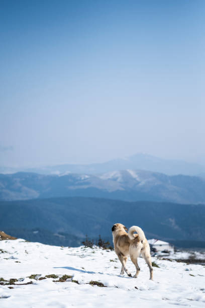 istock Anatolian shepherd dog 1350410960