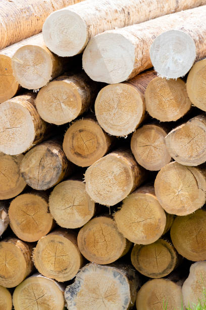 istock woodworking industry in Alps, Italy 1350411045