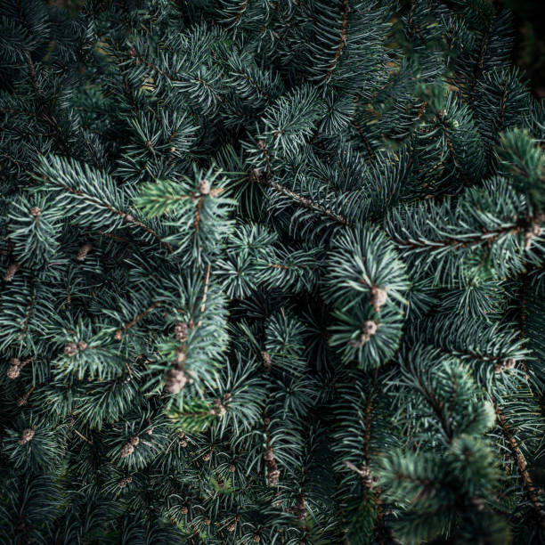 istock Christmas fir tree branches Background. Christmas pine tree wallpaper. Copy space.