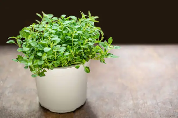 Oregano or marjoram plant in a flower pot on wooden background. Fresh oregano herb. Copyspace"n