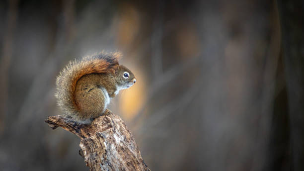 istock American red squirrel, (Tamiasciurus hudsonicus), American red squirrel. 1350412277