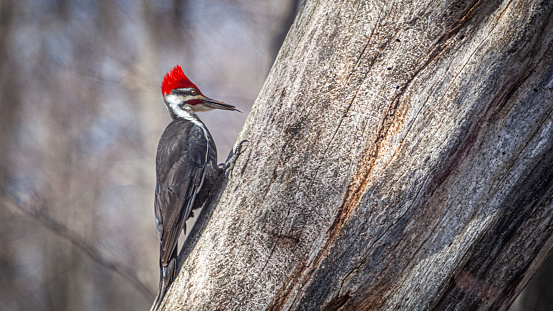 A Great Woodpecker in search of food in the boreal forest in the spring.