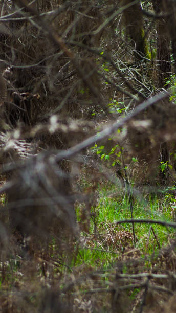 istock Ferns in the Landes forest 1350412535