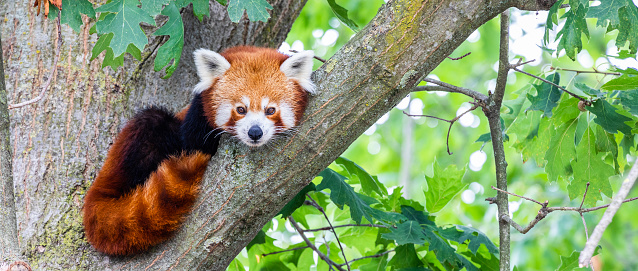 Red panda - Ailurus Fulgens - portrait. Cute animal resting lazy on a tree, useful for environment concepts.