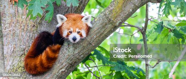 Red Panda Ailurus Fulgens Portrait Cute Animal Resting Lazy On A Tree Stock Photo - Download Image Now