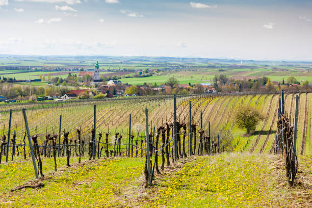 istock spring vineyard near Retz, Austria 1350413464