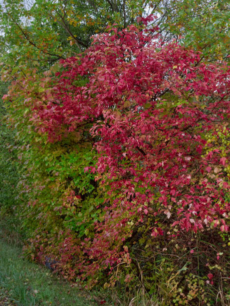 istock Red leaves on a tree in the forest 1350413922