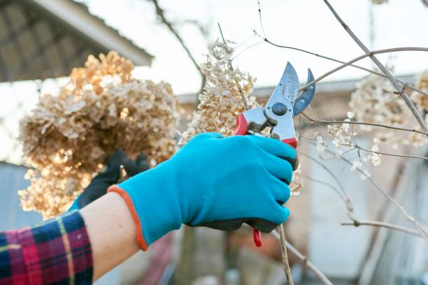 istock Seasonal spring work in the garden backyard, pruning a hydrangea bush with pruning shears. 1350414054