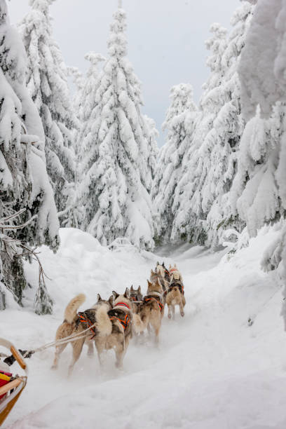 istock sledge dogging, Sedivacek's long, Czech Republic 1350415175