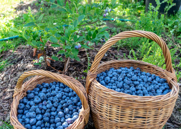 istock a pair of wicker baskets and blueberry berries 1350415536