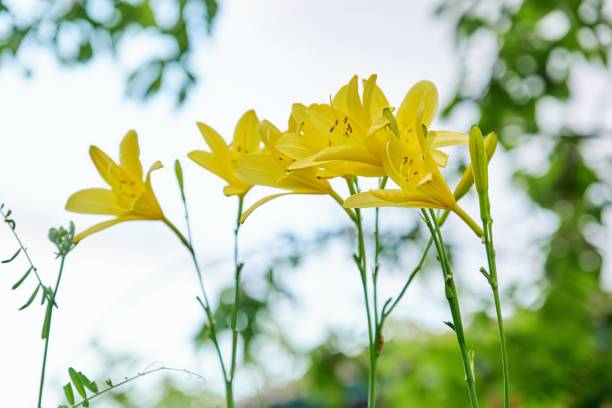 istock Closeup blooming yellow daylily, nature sky background 1350416013