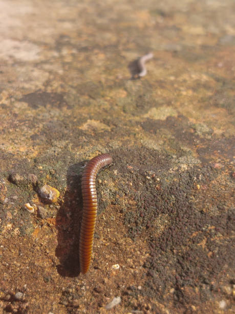 istock worm on vertical wall, vivid colors 1350416115