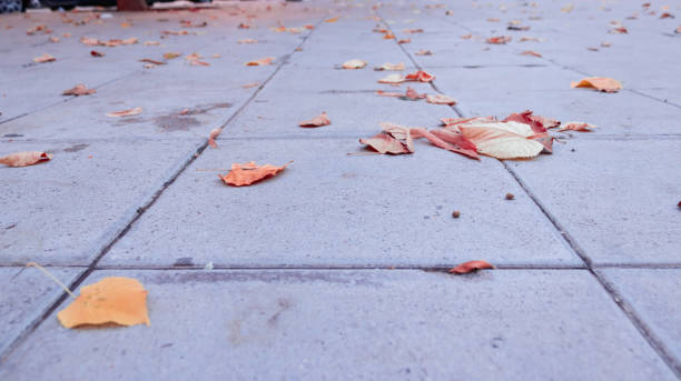 istock fallen leaves on the road 1350416876