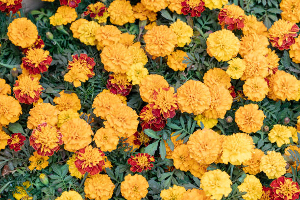 cempasuchil flowers, tagetes erecta - erecta imagens e fotografias de stock