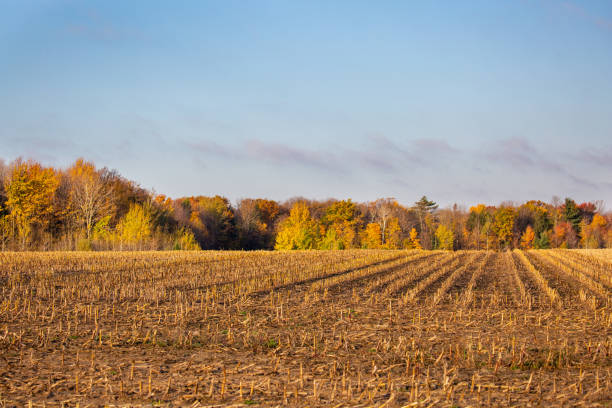 istock Harvested Wisconsin cornfield surrounded by forest in October 1350417770