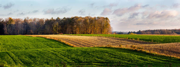 Strip cropping Wisconsin farmland in autumn Strip cropping Wisconsin farmland in autumn, panorama hay field stock pictures, royalty-free photos & images