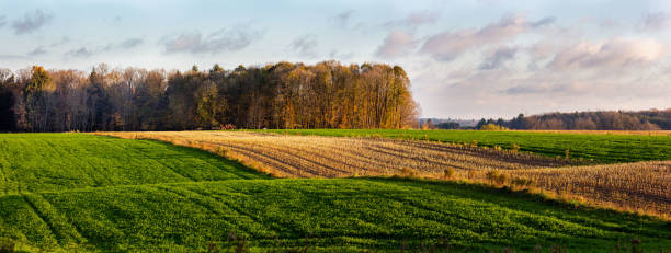 strip cropping wisconsin farmland in autumn - hayfield imagens e fotografias de stock