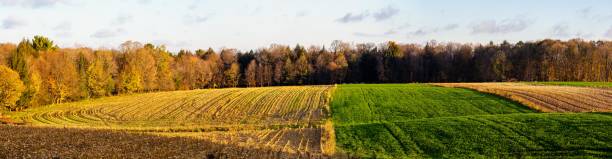 istock Strip cropping Wisconsin farmland in October 1350417809