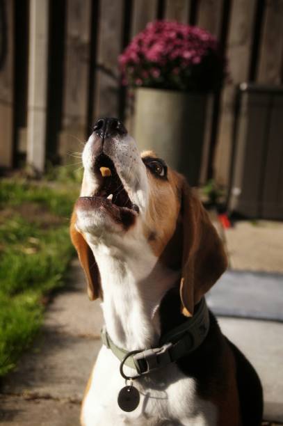 istock Dog catch cookies 1350418367