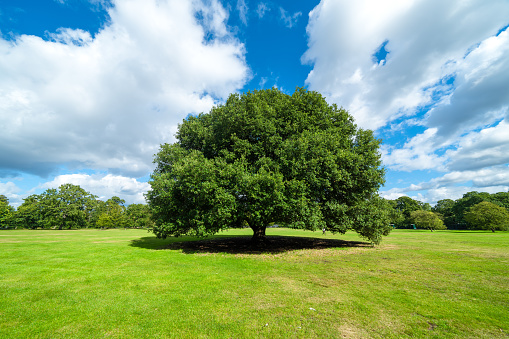 Blue sky and a big tree on the meadow