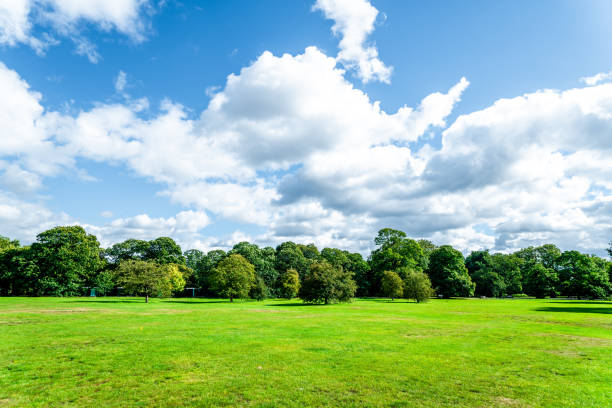 istock Blue sky and a big tree on the meadow 1350419725