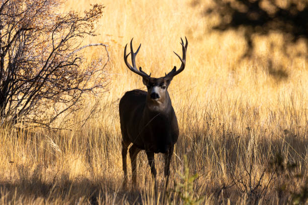 istock Mule Deer Bucks in the Rockies 1350419861
