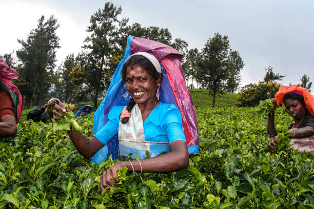 female tea picker at harvest in the tea fields Nuwara Eliya, Sri lanka - August 14, 2005: harvest in the tea fields, female tea picker in the highlands is picking tea in Nuwarea Eliya, Sri Lanka nuwara eliya stock pictures, royalty-free photos & images