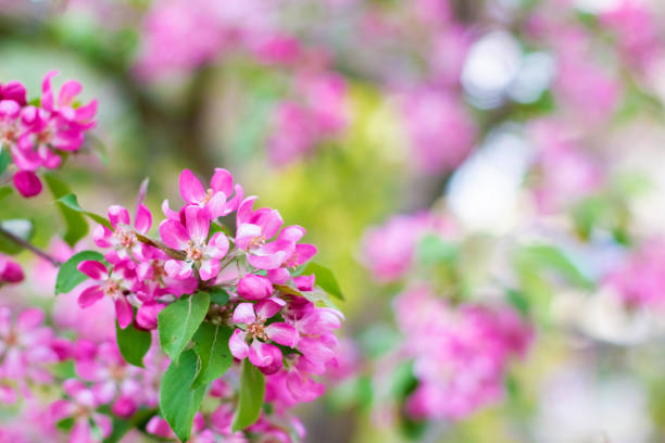 istock Blooming branches of a decorative apple tree. A blossoming tree. 1350420254