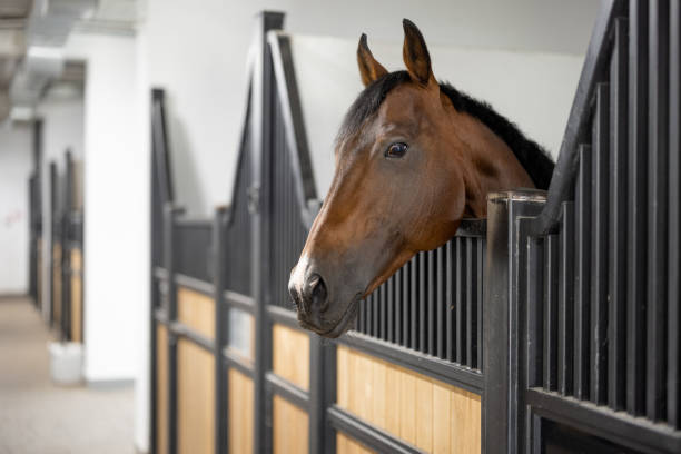 vista recortada del caballo pura sangre marrón en el establo - horse stall stable horse barn fotografías e imágenes de stock