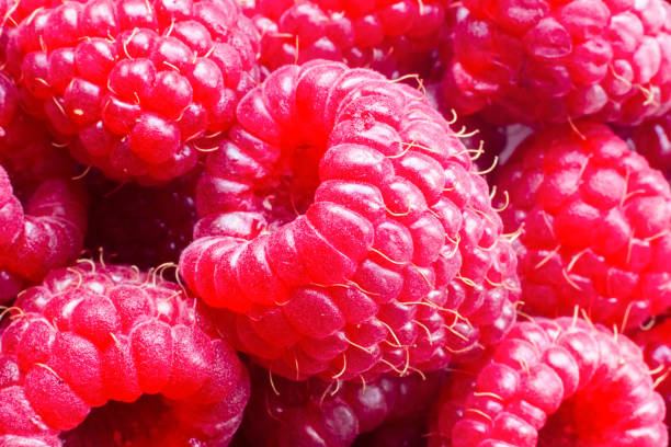 istock Ripe raspberries macro shot. Fruit background.Selective focus 1350420352