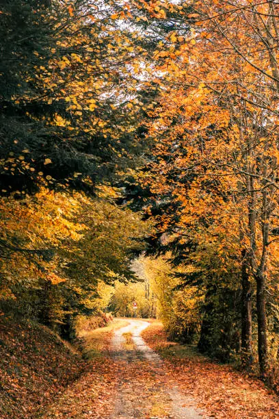 Idyllic view of an autumnal countryside road surrounded by orange and yellow tree foliage with leaves on the path and a road sign in the middle