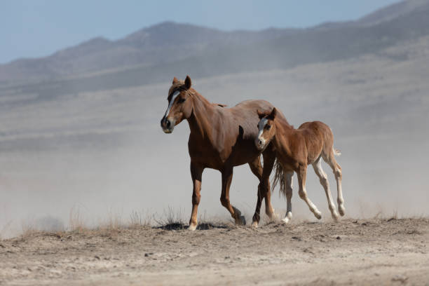 istock Wild Horse Mare and Foal in Utah 1350422741