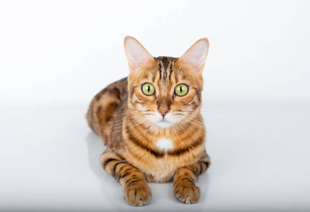 istock Lying bengal cat with green eyes on a white background looking at the camera 1350424745