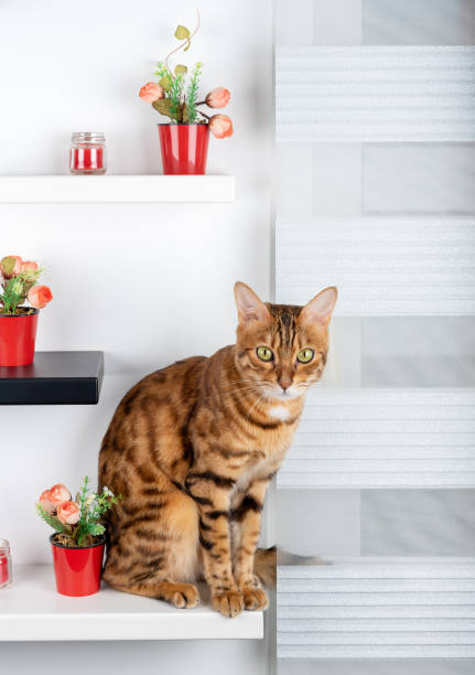 istock Bengal cat sits on a modern wall shelf on the wall and looks into the camera. 1350424751