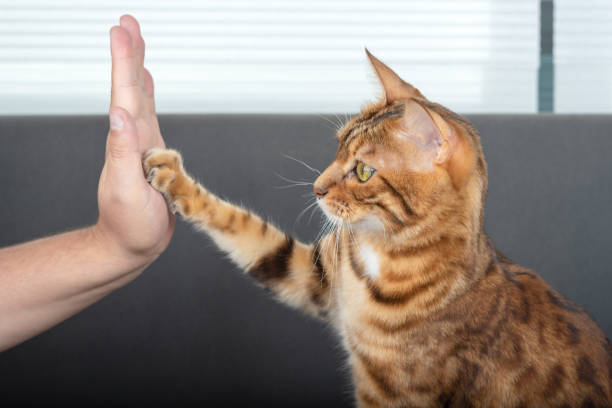 The cute Bengal cat gives a high-five paw to the owner with love. Selective focus The cute Bengal cat gives a high-five paw to the owner with love. Selective focus bengal cat purebred cat photos stock pictures, royalty-free photos & images