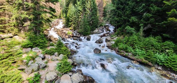 istock Confluence of two wild mountain rivers flowing through green wild pine-tree forest 1350425647