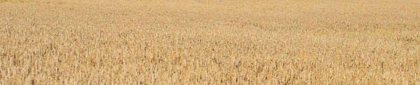 istock golden wheat field - harvest time 1350425750
