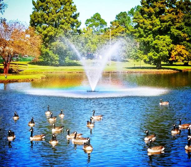 istock Georgia Geese with rainbow fountain 1350425850