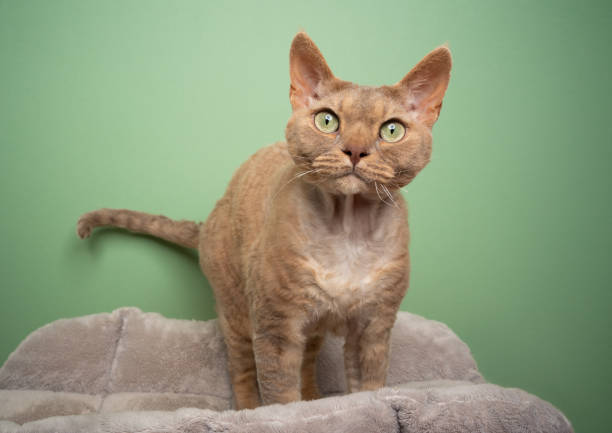 beautiful brown lilac devon rex cat with green eyes looking at camera on green background with copy space