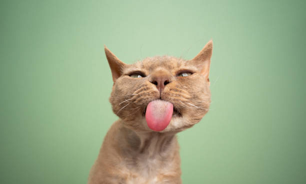 istock devon rex cat making funny face sticking out tongue looking silly 1350426063
