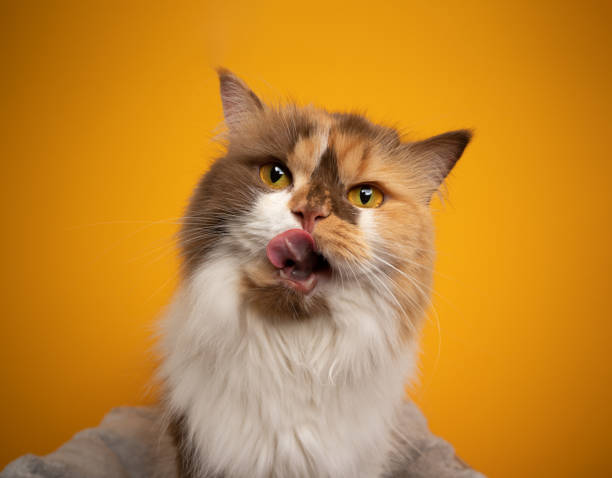 istock hungry calico british longhair cat licking lips looking at camera curiously 1350426205