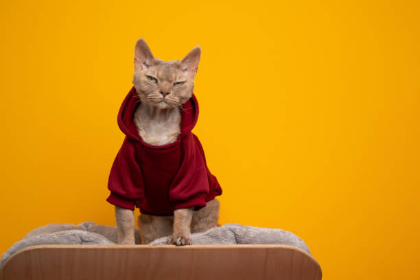 istock cool devon rex cat wearing red hoodie standing on pet bed 1350426892