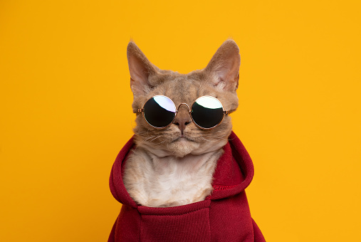 cool cat portrait. fawn lilac devon rex cat wearing red hoodie and round sunglasses looking at camera portrait on yellow background with copy space