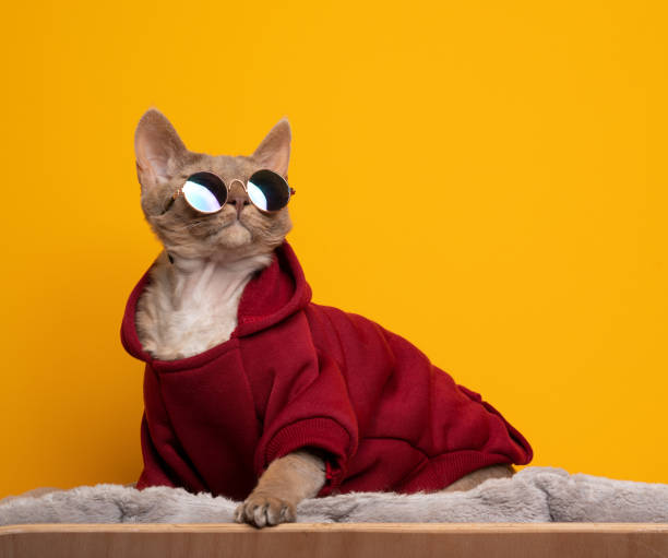 istock cool devon rex cat wearing red hoodie and sunglasses on yellow background 1350426911