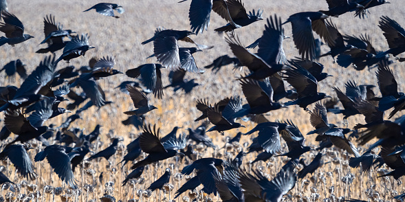 A huge flock of black rooks flies over a field of sunflowers in the fall. Wildlife background.