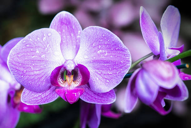 istock close-up Vanda Orchid flower 1350429888