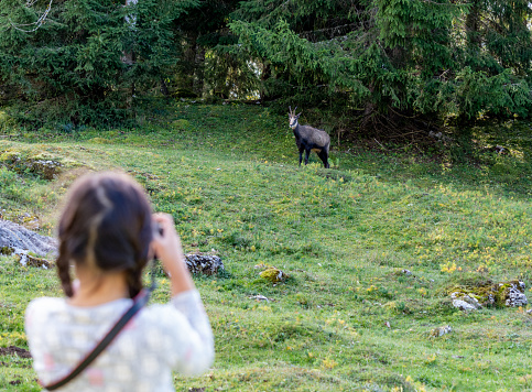 Girl with chamois in forest. Taking photo of Rupicapra rupicapra in Switzerland .