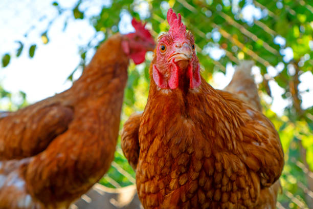 istock Brown hens walking at the summer farm yard. 1350432272