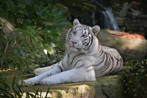 White tiger in a zoo